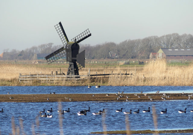 plaatje