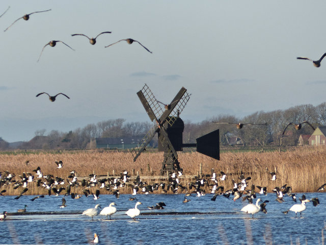 plaatje